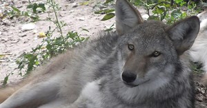 The mixed genetic history of wolves