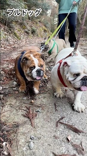 #ブルドッグ #イングリッシュブルドッグ #bulldog #pets #大型犬のいる生活 #子犬 #散歩