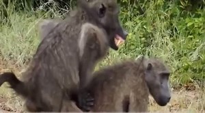 50K views · 409 reactions | #Monkey Mating Amazing Animals Top 10 Monkey Mating Funny Animals Mating Compilation | Animals world | Facebook
