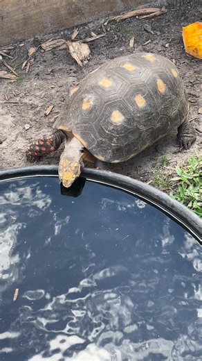Clean water for your Red-Footed Tortoise isn’t just a basic task — it’s essential for their health and long-term well-being. 💧🐢 Red-footed tortoises are a humid-loving species. They rely on proper hydration to support digestion, kidney function, and healthy growth. Even if they eat fresh fruits and greens, they still need access to fresh, clean drinking water every single day. Providing clean water helps: • Support healthy digestion • Prevent dehydration (which can happen quietly) • Reduce the