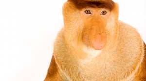 The astonishing superpowers of nature’s most unloved animals