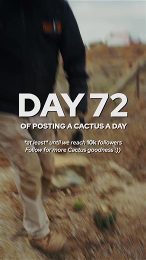 Who knew this is how cacti grow in the center? Follow us if you'd like to see more of those handy and interseting cacti facts and caring tips - Jim delivers you new stuff on the daily! 🤝 | Cactus Country
