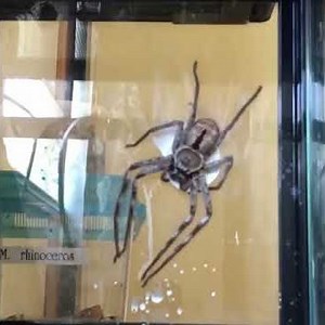 Time-lapse Shows Spider Building Egg Sac