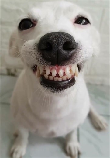 Best cats and dogs meme