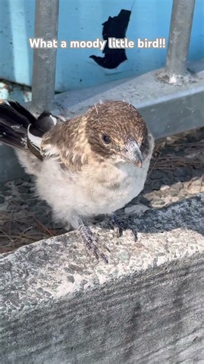 That’s a grumpy bird…🧐 #cover #music #travel #birds #guitar #adventure #wildlife #birdslovers