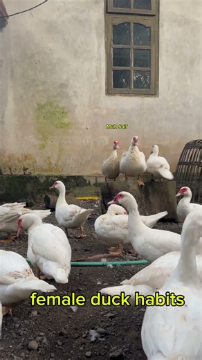 Female duck habits #entok #duck #patos