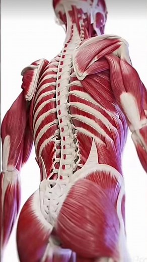 HUMAN MUSCULAR SYSTEM ANIMATION