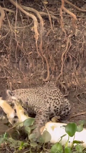 Jaguar vs Yacare Caiman #wildlife #wildlifephotography #wildanimals #animals #nature #naturelovers #caiman #Jaguars | Wild Wonders