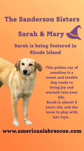 A Home for the Holidays These Labs and Lab mixes are currently being fostered in the Northeast, and they are dreaming of finding their forever homes this holiday season. We have dogs of all ages, from puppies to adults, and everything in between. Please visit our website at [www.americanlabrescue.com](http://www.americanlabrescue.com) to learn more about them. They are thriving in their foster homes but are eager to find permanent families with whom they can create lasting memories. https://amer