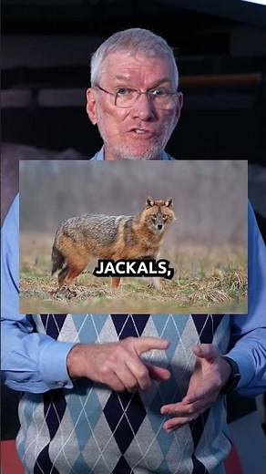 Does Variation in Animals Prove Evolution?