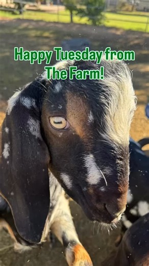 SkinnyFat Farms on Reels | Facebook