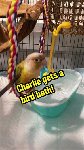 Ordered this bath shower thing off TikTok. I think it's a hit! #conure #bird #charlie #pet #kelaroosruffranch