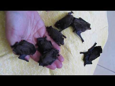 Handfuls Of Wriggly Baby Microbats