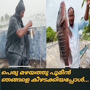 315K views · 6.6K reactions | മഴയത്തു പൂമീൻ ഞങ്ങളെ കീഴടക്കിയപ്പോൾ.... | K&K Techs | Facebook