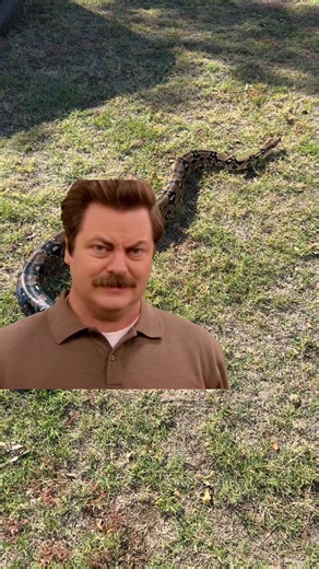 From rescue to royalty 👑 Prince the Red-Tail Boa reminding us all… cold-blooded doesn’t mean heartless. ❤️‍🔥 #RaysReptileRescue | Ray's Reptile Rescue