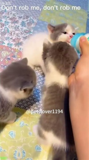 Cat videos 🥰 kitten meowing crying 😹 # Episode 3706