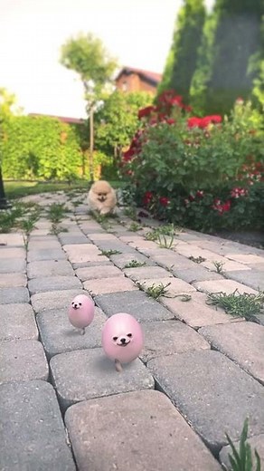 dog meets eggdog irl 🥚