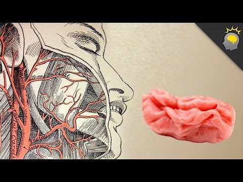 Your Brain on Gum - Science on the Web #105
