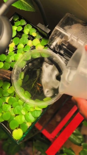 Adding fish and shrimp into aquarium