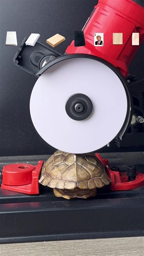 Materials That Can Cut a Turtle Shell