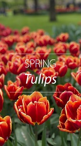 JUST LANDED: Our biggest-ever tulip range 🚁 This year, we’re going all in on spring colour, with over 180 #tulip varieties, including 40 brand-new additions to the range! From elegant peony-type blooms to standout textures, it is our widest tulip selection yet. With over 4 million tulip bulbs sent out last year, it’s safe to say you love tulips as much as we do! So, shop now and secure your favourites for spring 2026 👉 https://www.thompson-morgan.com/flowers-plants-shrubs/flower-bulbs/tulip-bu