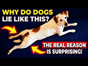 Dogs Do This Only When They Feel Loved