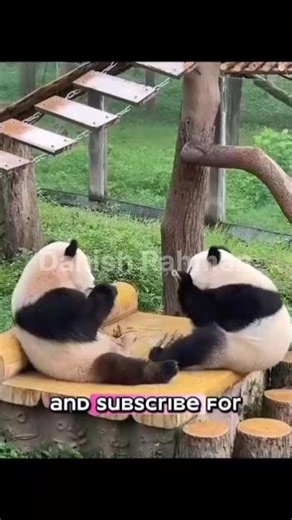 “Clumsy Panda Moments That Will Make You Laugh Nonstop! 🐼😂”