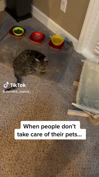 Unposted Draft: Future Cat Rescue Project Update
