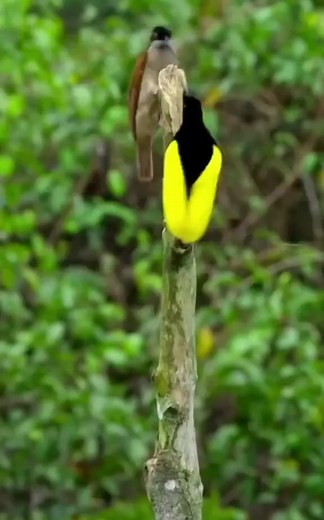 504K views · 10K reactions | That bird got some interesting dance moves. That bird probably trying to attract A Mate, but with the music. It makes it look like he's trying some new dance move he made up! World's Amazing pictures Animal Planet Angry Birds #beauty #cute #birds #amazing #cutenessoverload #Wonderful #mountains #nature #awesomeness | World's Amazing pictures | Facebook