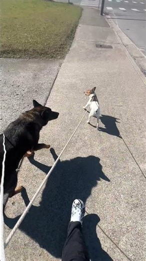 Hands free dog walking