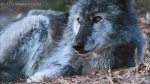 41K views · 1.5K shares | "Twilight, a timid fawn, went glimmering by. And Night, the dark-blue hunter, followed fast." ~G. W. Russell, Refuge. | Wolf Conservation Center | Facebook