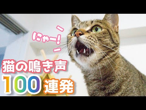 【猫の鳴き声】こう鳴いてきたら大好きの証！メス猫の可愛い鳴き声100連発 猫が寄ってくる鳴き声