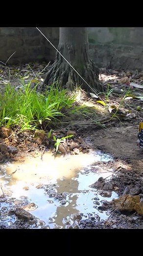 Toy Truck Adventures with Animals