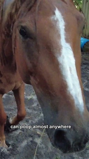 They Have Pasture... So Why Do Our Horses Poop HERE?