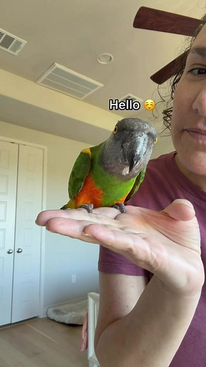 Meet Griffin: My First Rescued Senegal Parrot (Part 4)