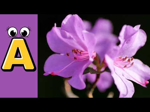 A to Z Flowers Alphabet for Kids 🌸🌼 | Learn ABC Flower Names