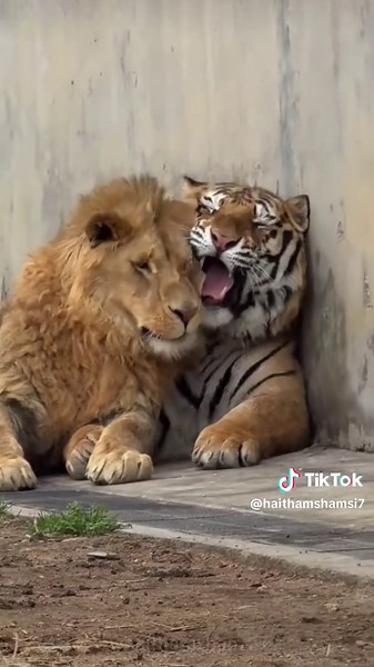 Funny Tiger Moments That Will Make You Laugh