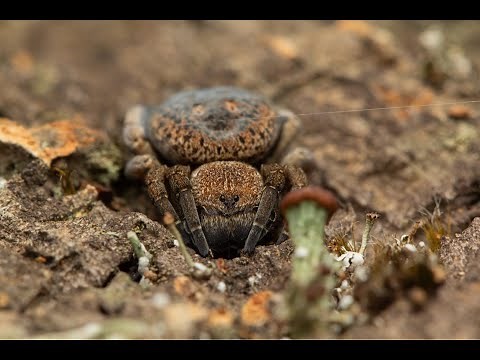 Velvet Spiders -- Setting up an enclosure!