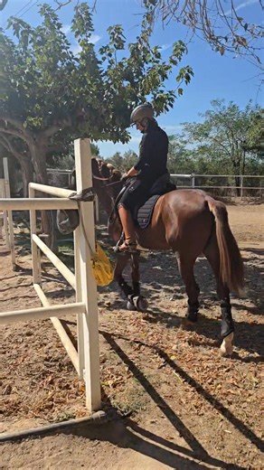 Super sensible 4 year old PRE Gelding Want to see more video? Whatsapp Nikki 34 685184009 | PRE, Andalusian, Lusitano and Iberian horses from Spain