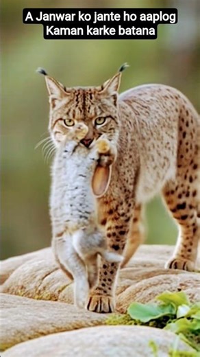 Extinct creature captured after 20 years in Spain 😱||😲 Leucistic lberian Lynx || #shortsfeed #cat