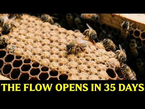 What Early American Beekeepers Understood About Brood Timing That Still Decides Your Harvest Today