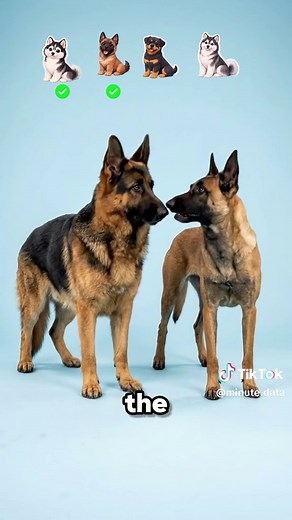 Exploring German Shepherd Crossbreeds with Samoyeds