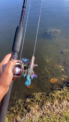 9.4K views · 173 reactions | . #urbanflo... #lunkerhunt #southfloridafishing #kitterlizard #fishinglure | Florida Fishing | Facebook