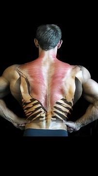 Muscle guide for bodybuilders – back￼