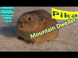 Pika facts 🐀 mountain-dwelling mammal found in Asia and North America