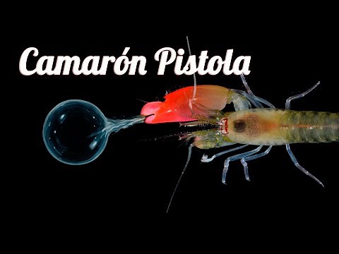 Discover the superpower of the pistol shrimp!