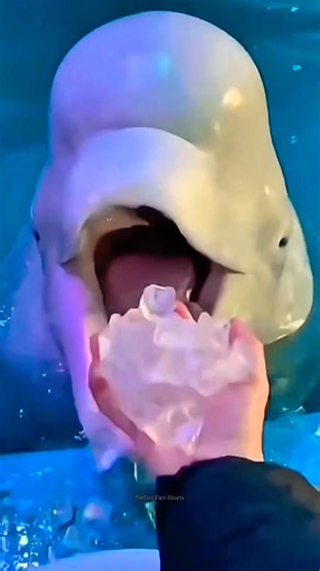 Why is this whale eating ice? #shorts