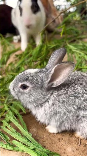 🐰Rabbit Growth | Baby Rabbit#rabbit#trending#viral#animals#pets#shorts#viraltrending#tiktok