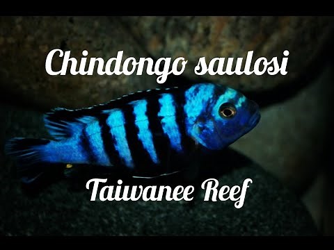 Chindongo saulosi Taiwanee Reef @ The Wonder of Cichlids