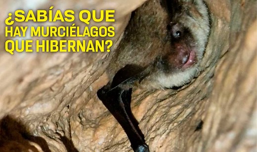 Murciélagos hibernantes: 16 especies en México - UNAM Global